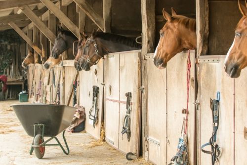 Horses poke their heads out of wooden horse stalls at a riding stable